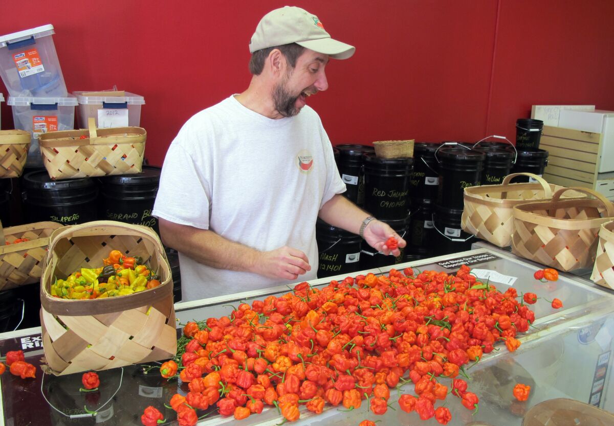 Smokin' Ed Currie, owner of the PuckerButt Pepper Co. in Fort Mill, S.C., sorts samples of Smokin' Ed's Carolina Reaper, named by Guinness World Records as the word's hottest chile pepper.