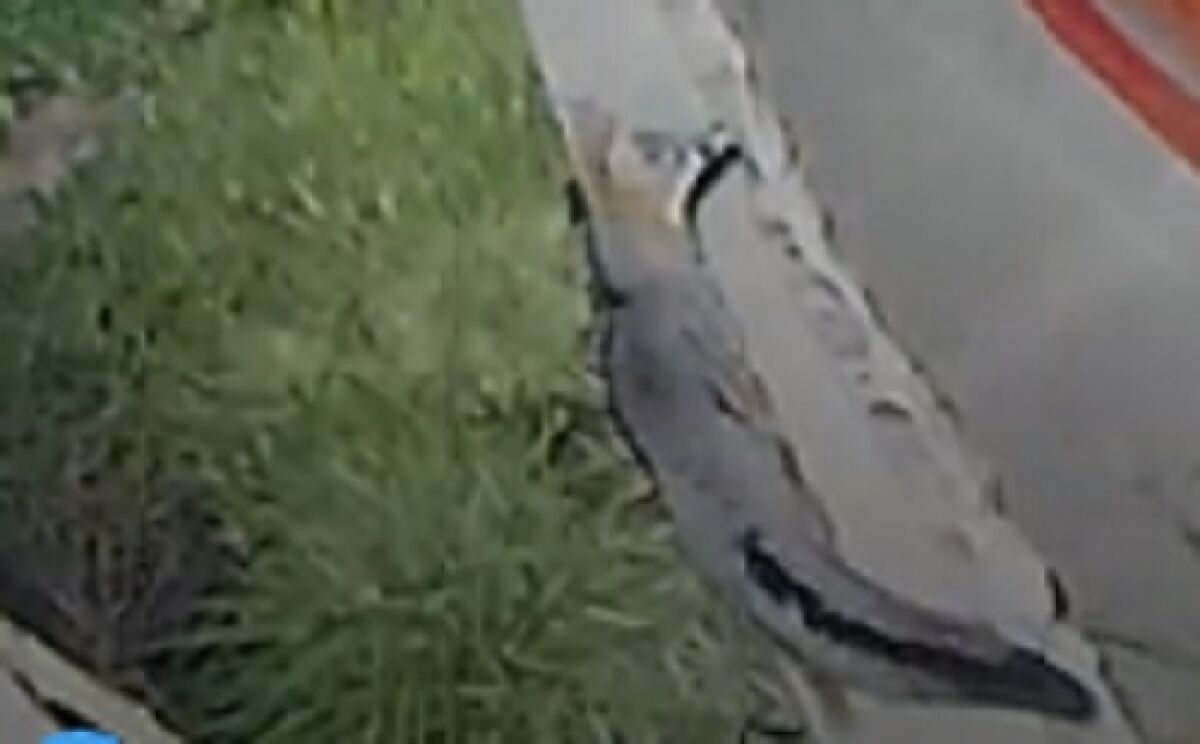 A gray fox is seen in an image from security camera footage in a yard in The Village area.