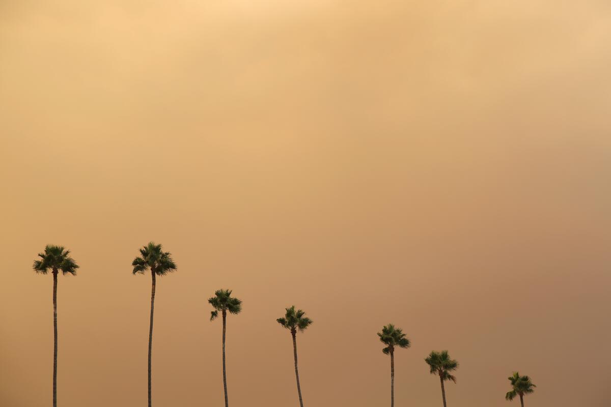 Palm trees against a smoke-filled sky 