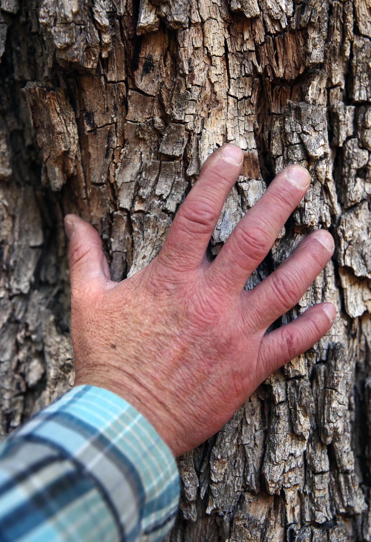 Leon Boroditsky touches the thick outer bark of a tipu tree, which is native to South America.