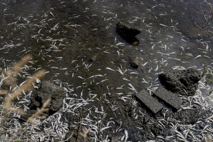 Hundreds of small fish can be seen dead in Lake Merritt in Oakland, Calif. on Monday, Aug. 29, 2022. Large numbers of dead fish and other sea life have been sighted all around the lake and other areas in the San Francisco Bay, prompting environmental groups to suggest that people and their pets stay out fo the water to avoid a hazardous algae bloom known as red tide. (Bront? Wittpenn