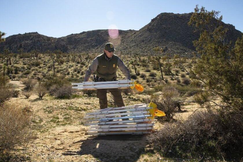 JOSHUA TREE, CA --DECEMBER 29, 2018 --National Parks Ranger Rob Evans places temporary barriers off the side of the road near the entrance to Joshua Tree National Park, during the U.S. government shutdown, in Joshua Tree,CA, Dec 29, 2018. While the Visitor Center employees are not reporting to work, the Park Rangers say they are considered "essential personel" and are expected to report to work, even while on furlough. (Jay L. Clendenin / Los Angeles Times)