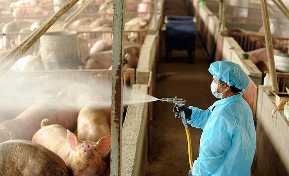 Swine flu outbreak causes worldwide concern