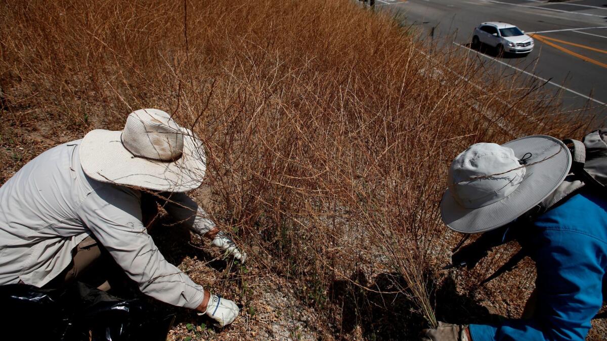 Reginald Durant, 46, left, and Naomi Gruenthal cut mustard on a steep hillside above Del Obispo Street in Dana Point.