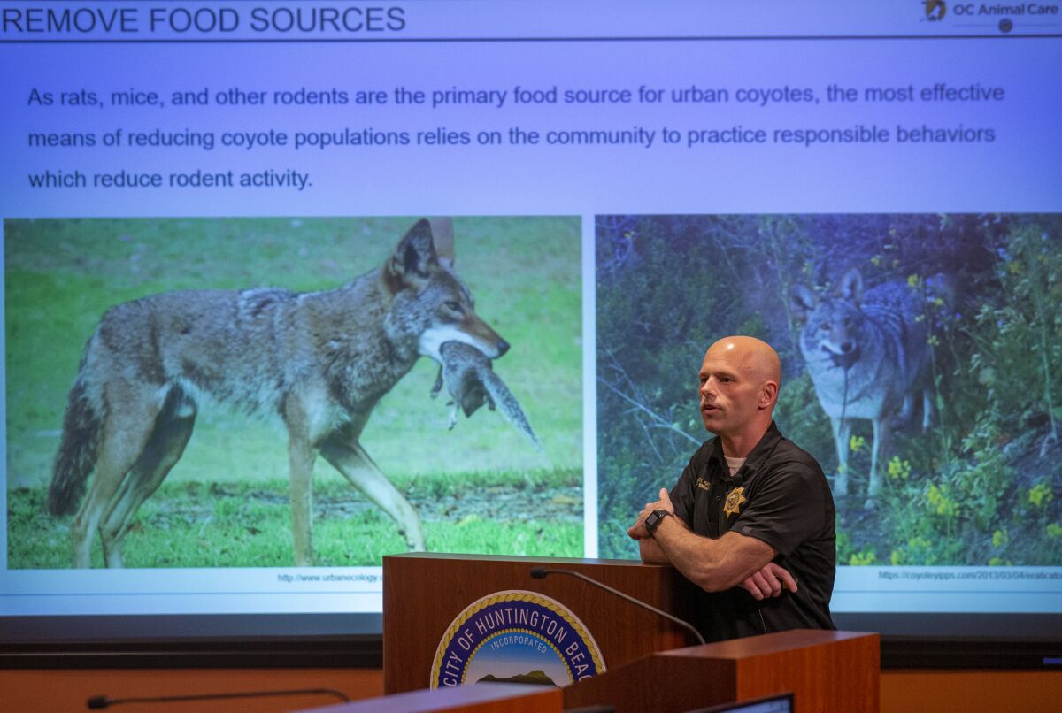 A man speaks at a lectern in front of images of coyotes hunting rodents on a projector screen.