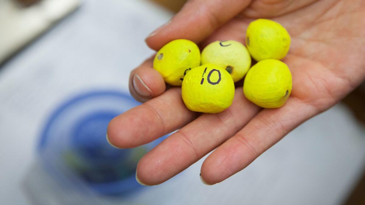 Each of 350 hazelnuts buried by Delgado's squirrel study participants contains a microchip and was painted yellow and numbered.