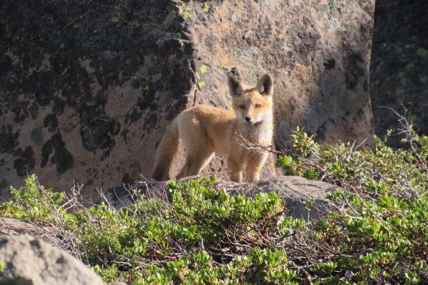 A Sierra Nevada red fox pup in the Caribou Wilderness in June 2021. .