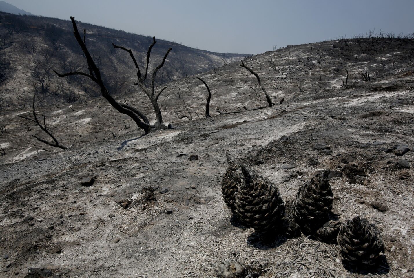 Scorched earth and charred trees left behind the Springs fire above Hidden Valley.