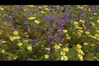 Carrizo Plain's fields of gold