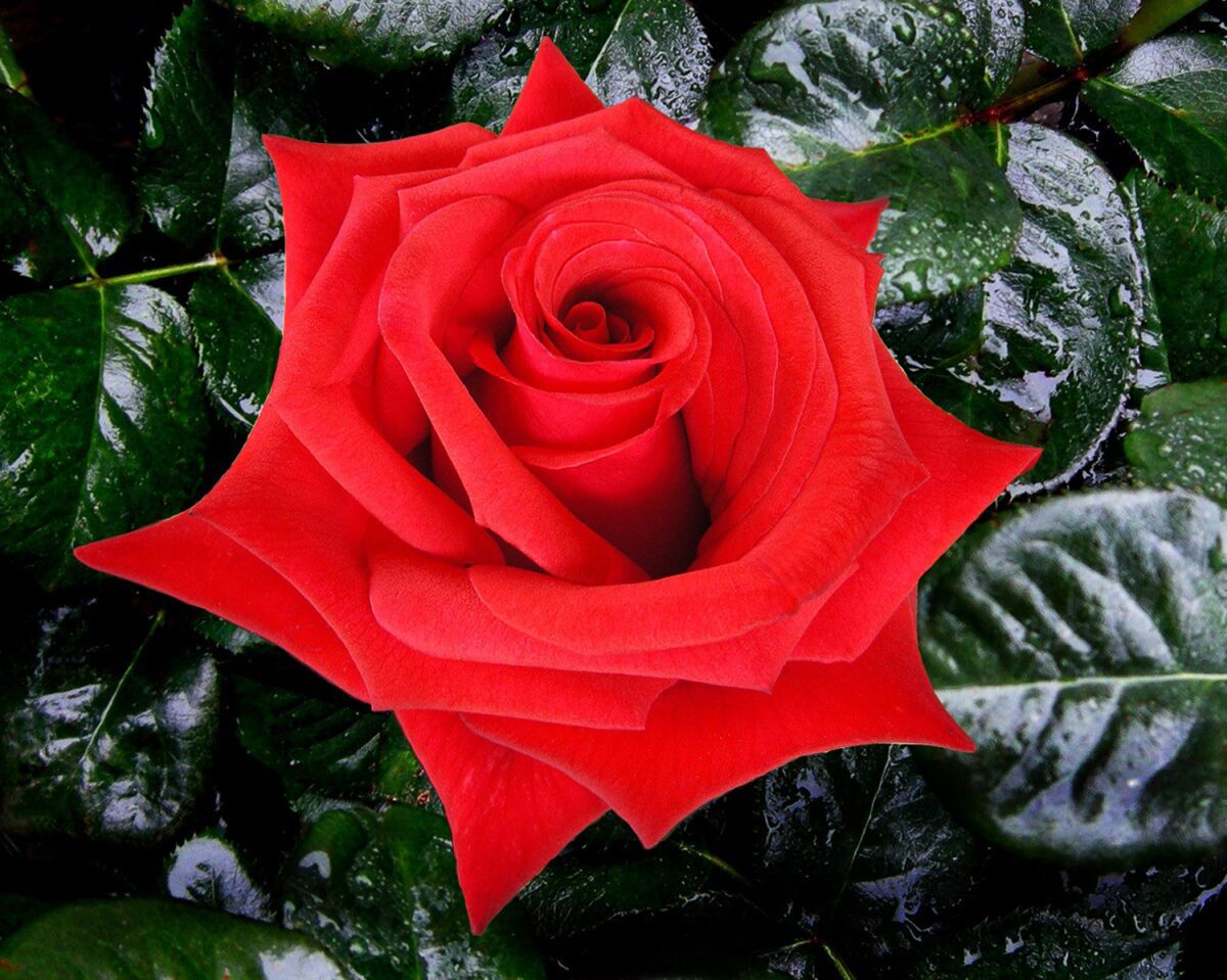 ‘Let Freedom Ring,’ a long-stemmed strawberry red hybrid tea rose