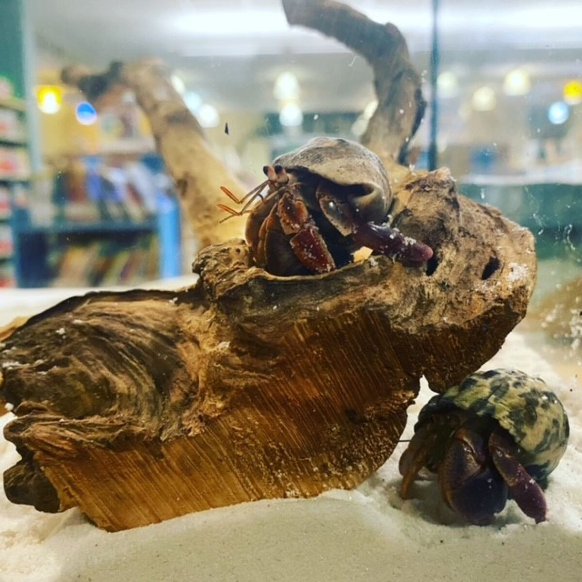 Clawde and Shelldon are the La Jolla/Riford Library's pet hermit crabs.