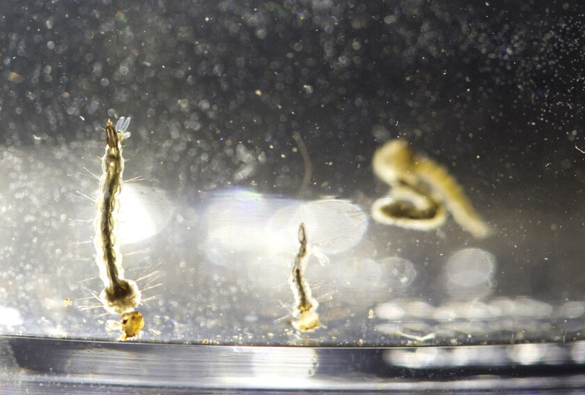Aedes Aegypti mosquito larvae swim in a container at the Florida Mosquito Control District Office in Marathon, Fla., in August.