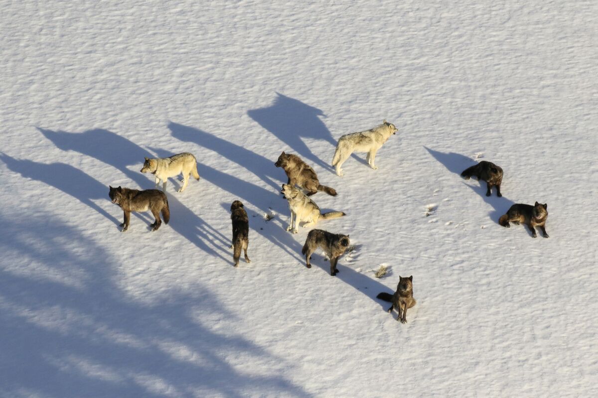 FILE - In this aerial file photo provided by the National Park Service is the Junction Butte wolf pack in Yellowstone National Park, Wyo., on March 21, 2019. A Montana judge has temporarily restricted wolf hunting and trapping near Yellowstone and Glacier National Parks and imposed statewide limits on killing the predators. (National Park Service via AP, File)