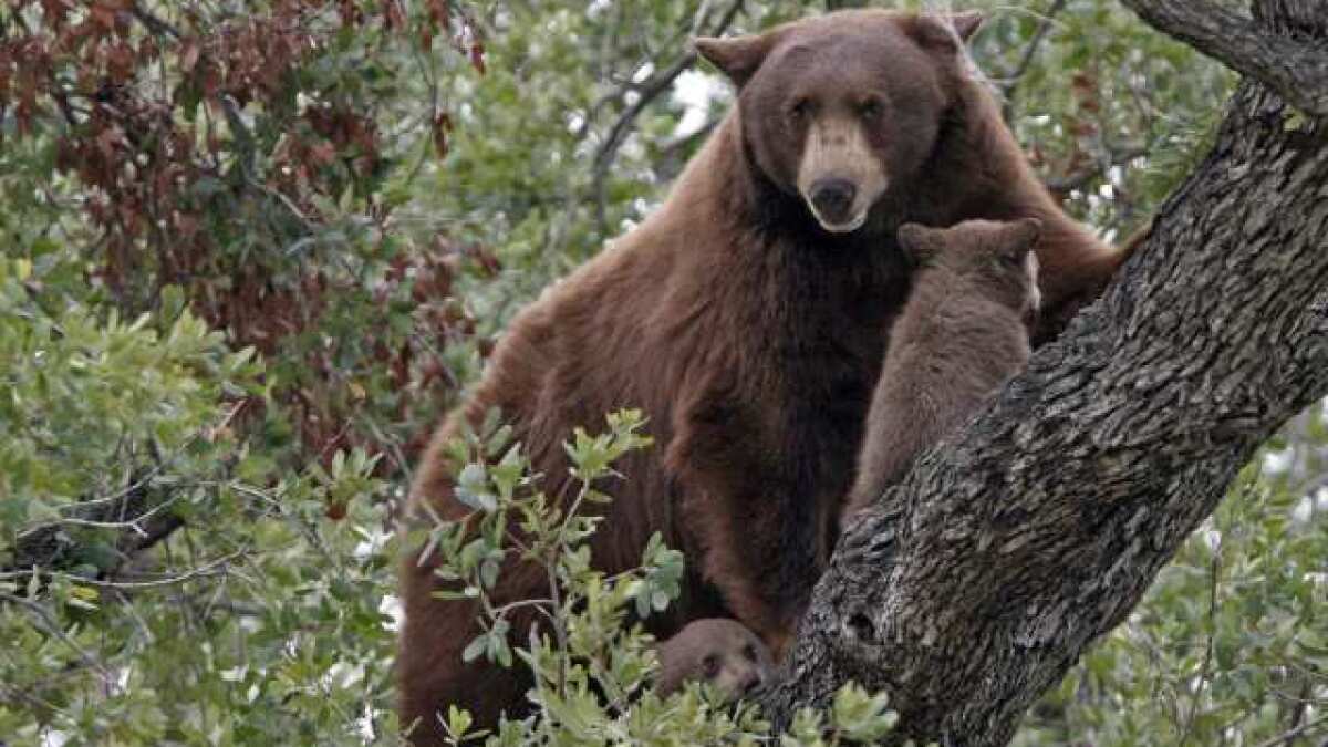 Gatto Approves Bill That Bans Hunting Of Bears Bobcats Los Angeles Times