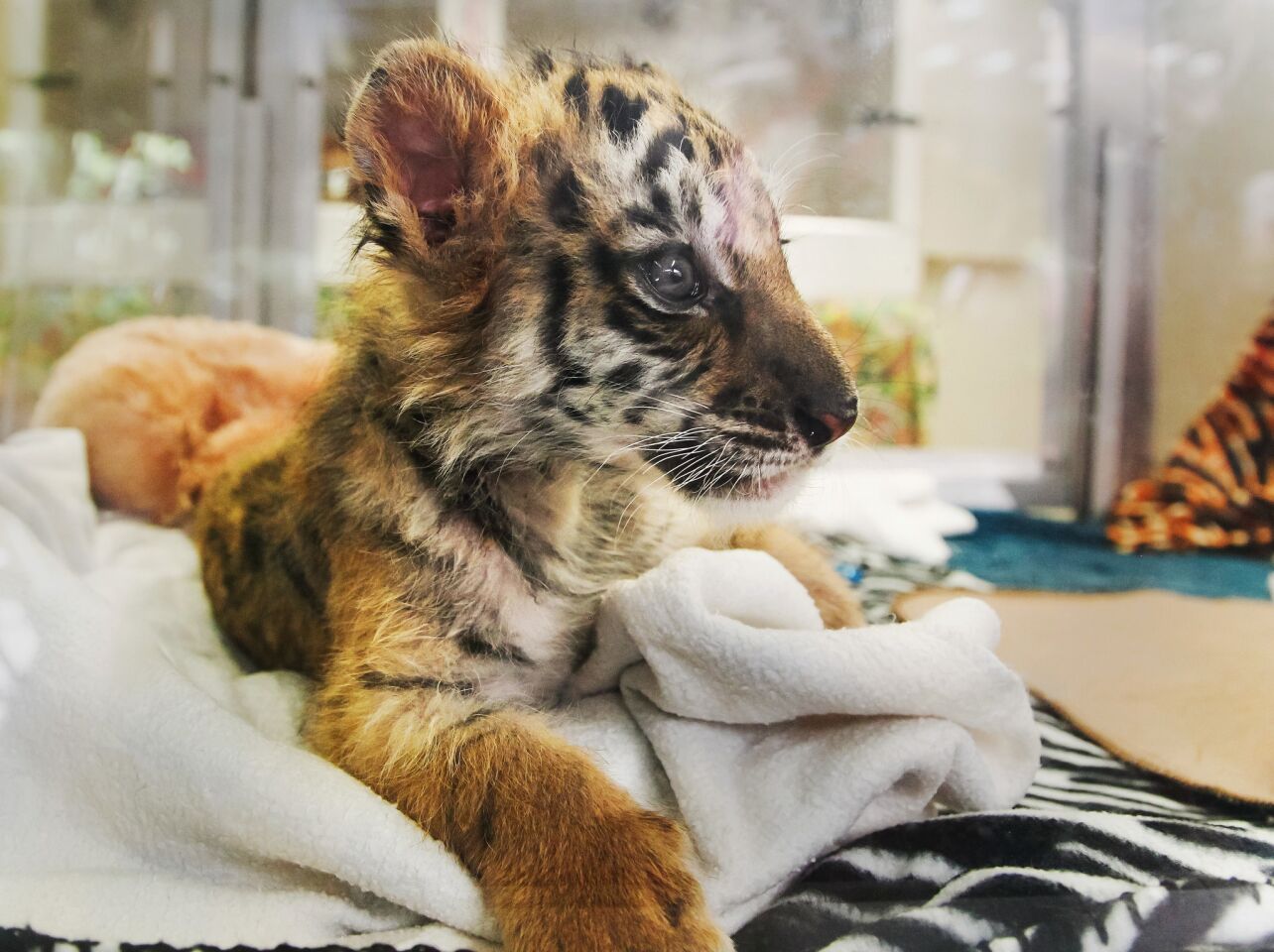Tiger Cub Confiscated at Border