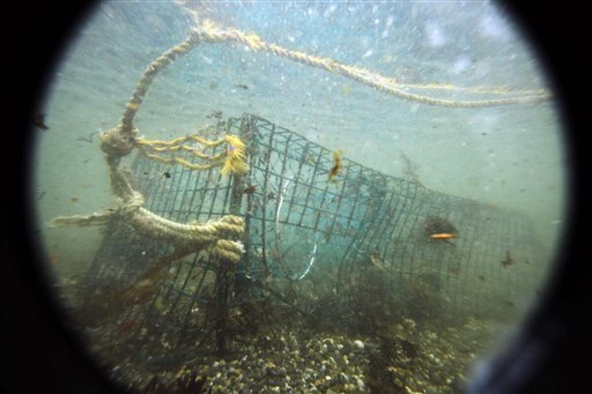 Ghost' traps, long lost, keep catching lobsters - The San Diego  Union-Tribune
