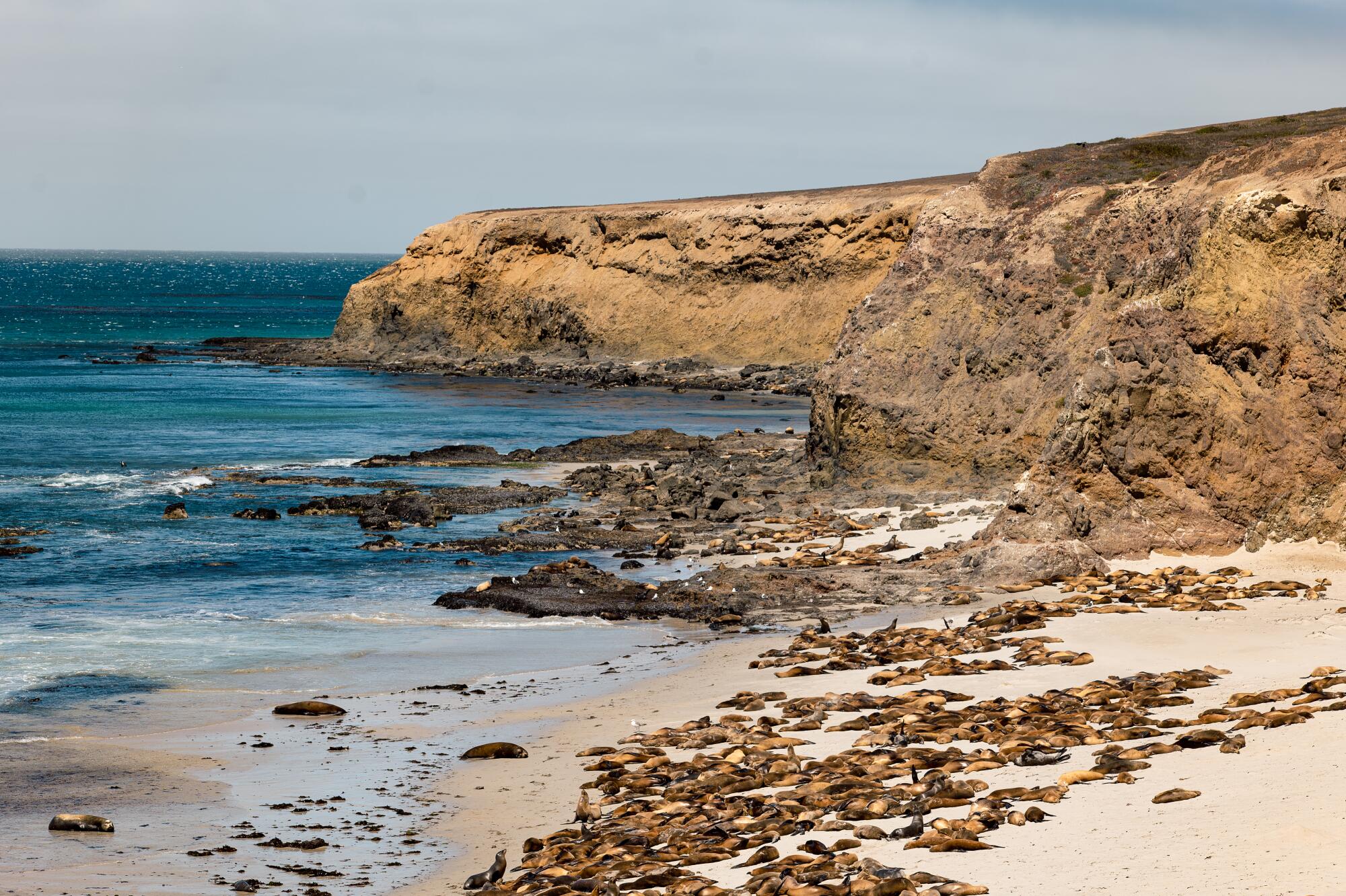 California sea lions and elephant seals lie on the beach near ocean and cliffs.