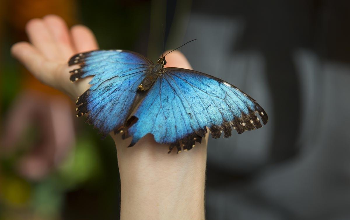 A blue morpho butterfly lands on Whitney Gloger of Vista in the Butterfly Jungle at the San Diego Zoo's Safari Park. 20 different species of butterflies are on display through April 10 inside the Hidden Jungle aviary.