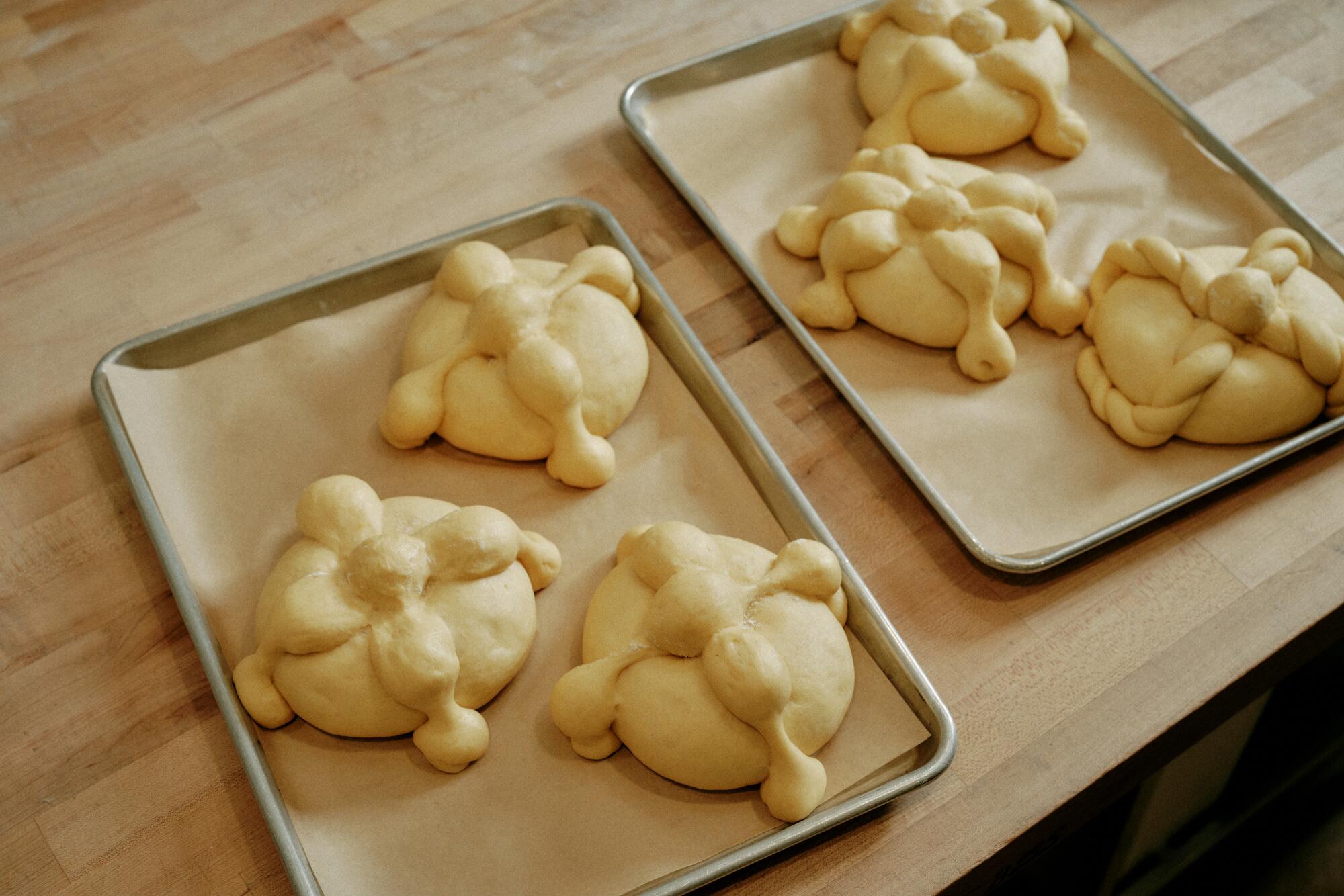 Two trays with pan de muerto, risen under a clean kitchen towel, decorated with crosscrossed "bones."