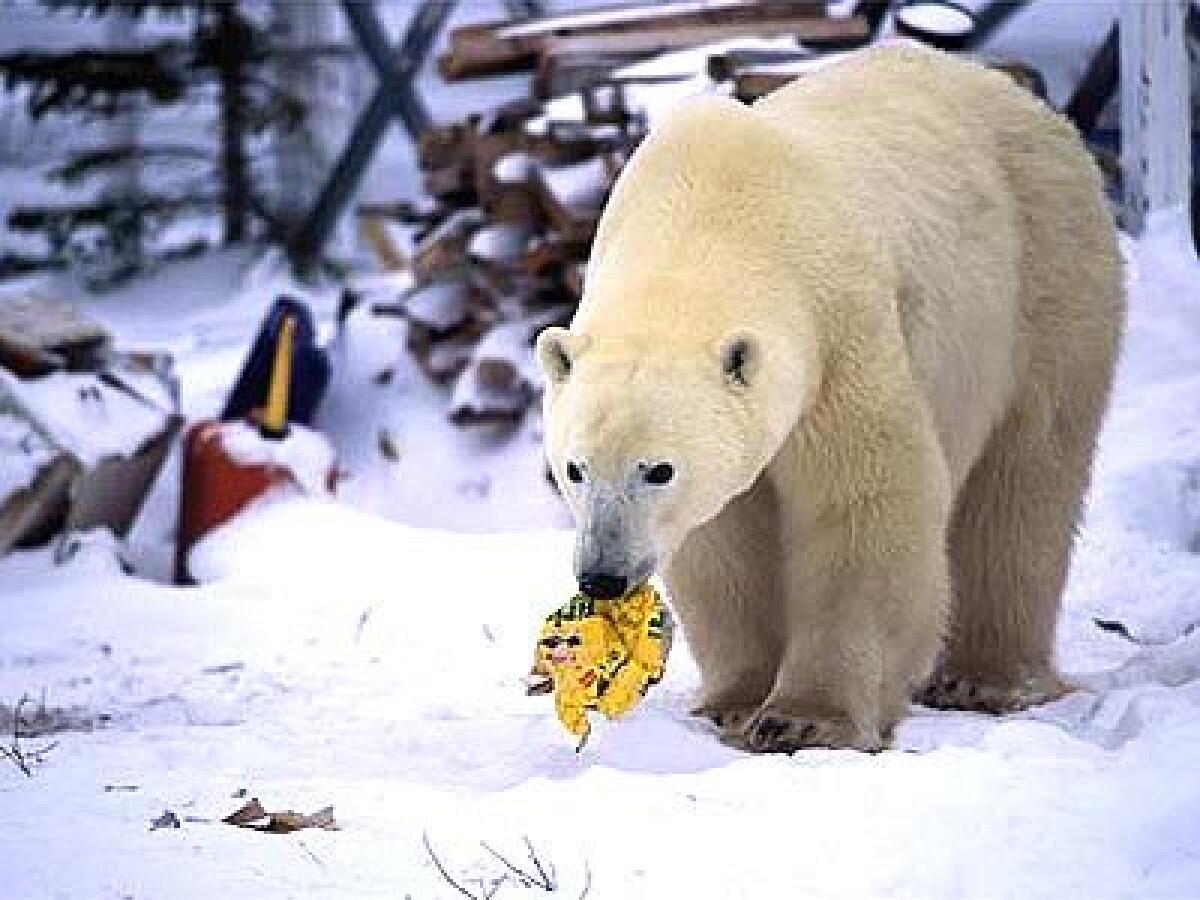 Polar bear visits a garbage site in Churchill, Canada. Each fall, hundreds of polar bears migrate past the chilly hamlet.
