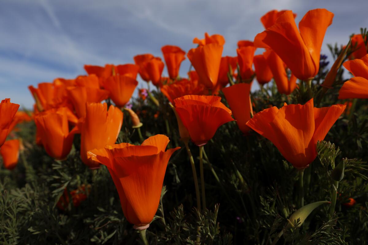 California Poppies in the Antelope Valley reserve in Lancaster.