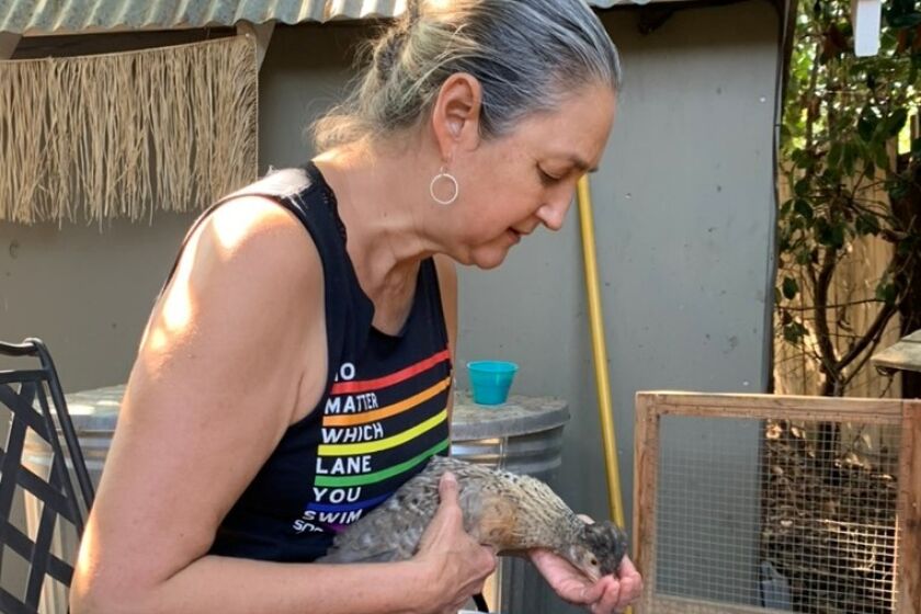 Deanna Lin cares for one of her backyard chickens. 