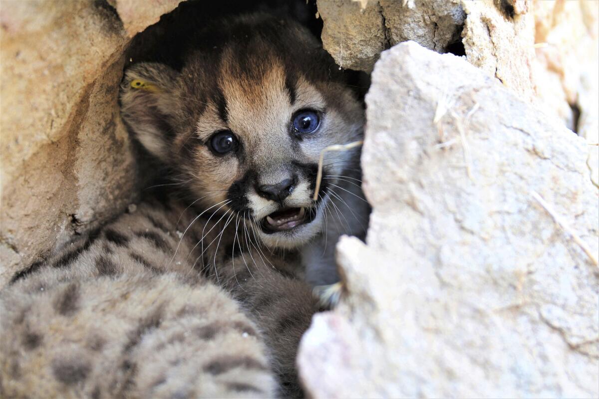 Closeup of a baby mountain lion.