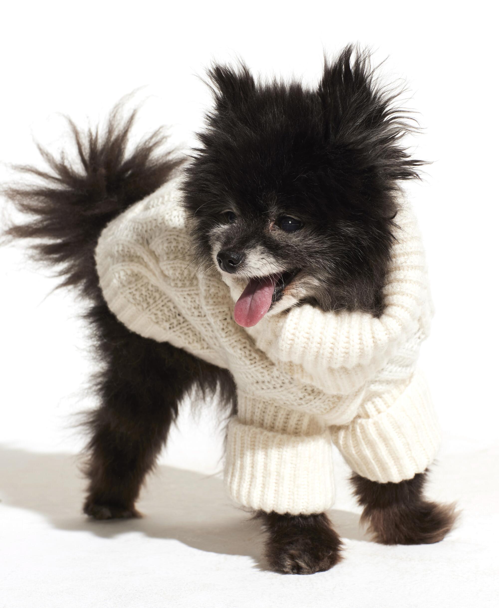 A dog wearing a sweater.