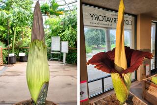 The blooming of the Titan Arum, best known as the Corpse Flower, in 2023 at The Huntington Library, Art Museum and Botanical Gardens.