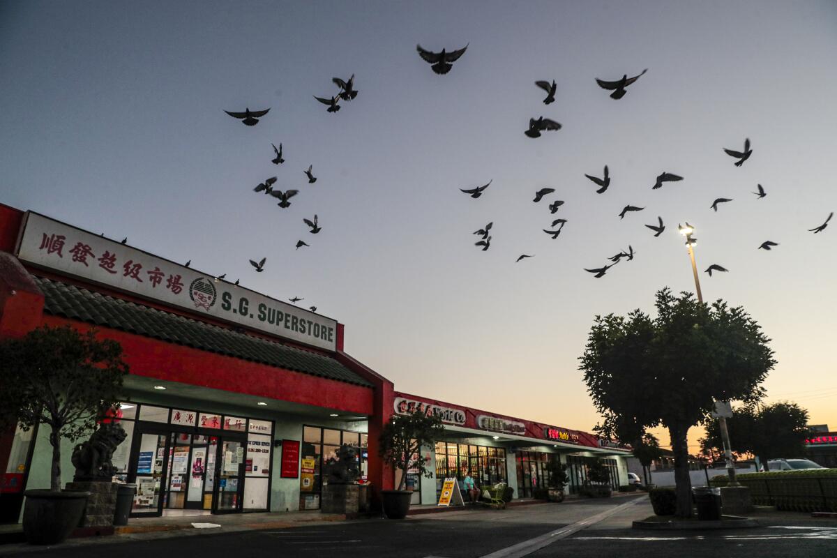 A flock of birds silhouetted above a strip mall.