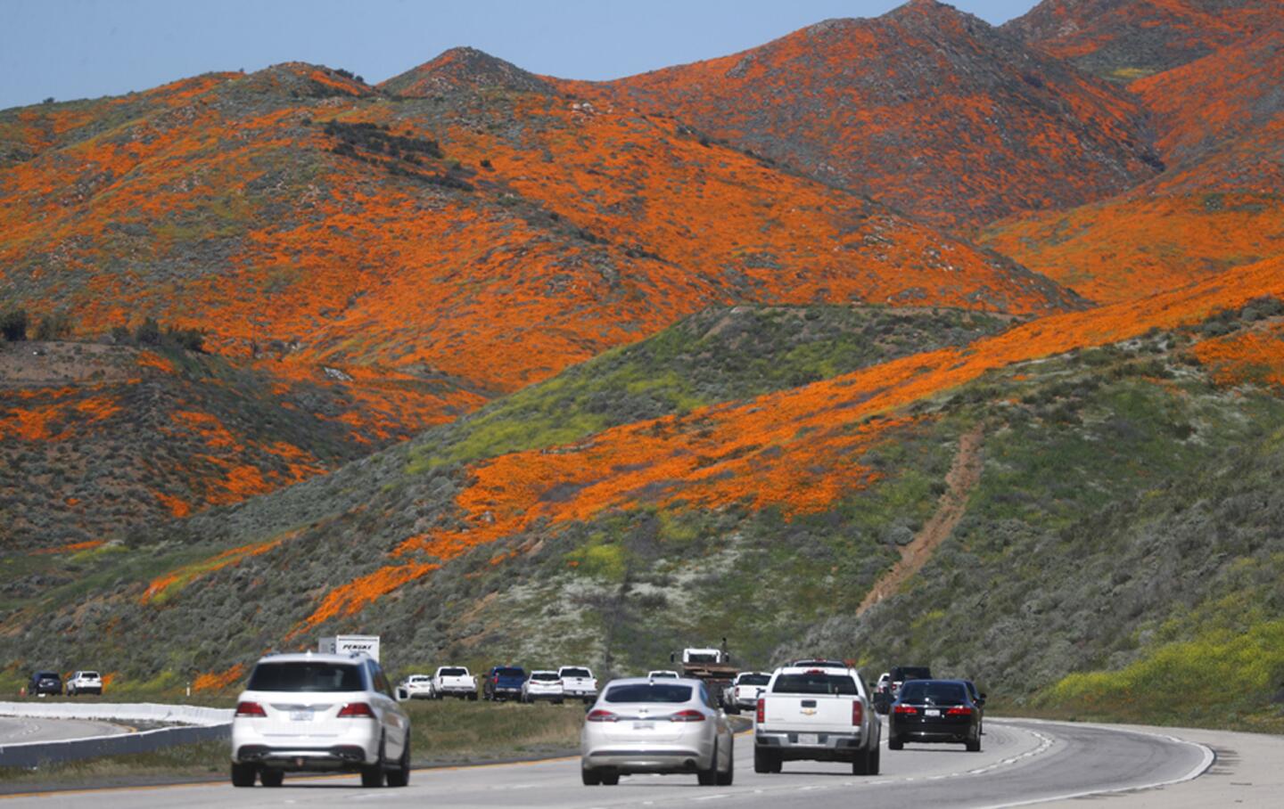 Cars travel on I-15 as a super bloom of wild poppies blankets the hills of Walker Canyon near Lake Elsinore, California.