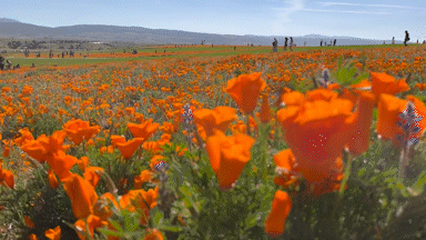 Rows of California poppies stretch along a hillside in the Antelope Valley, drawing flower seekers.