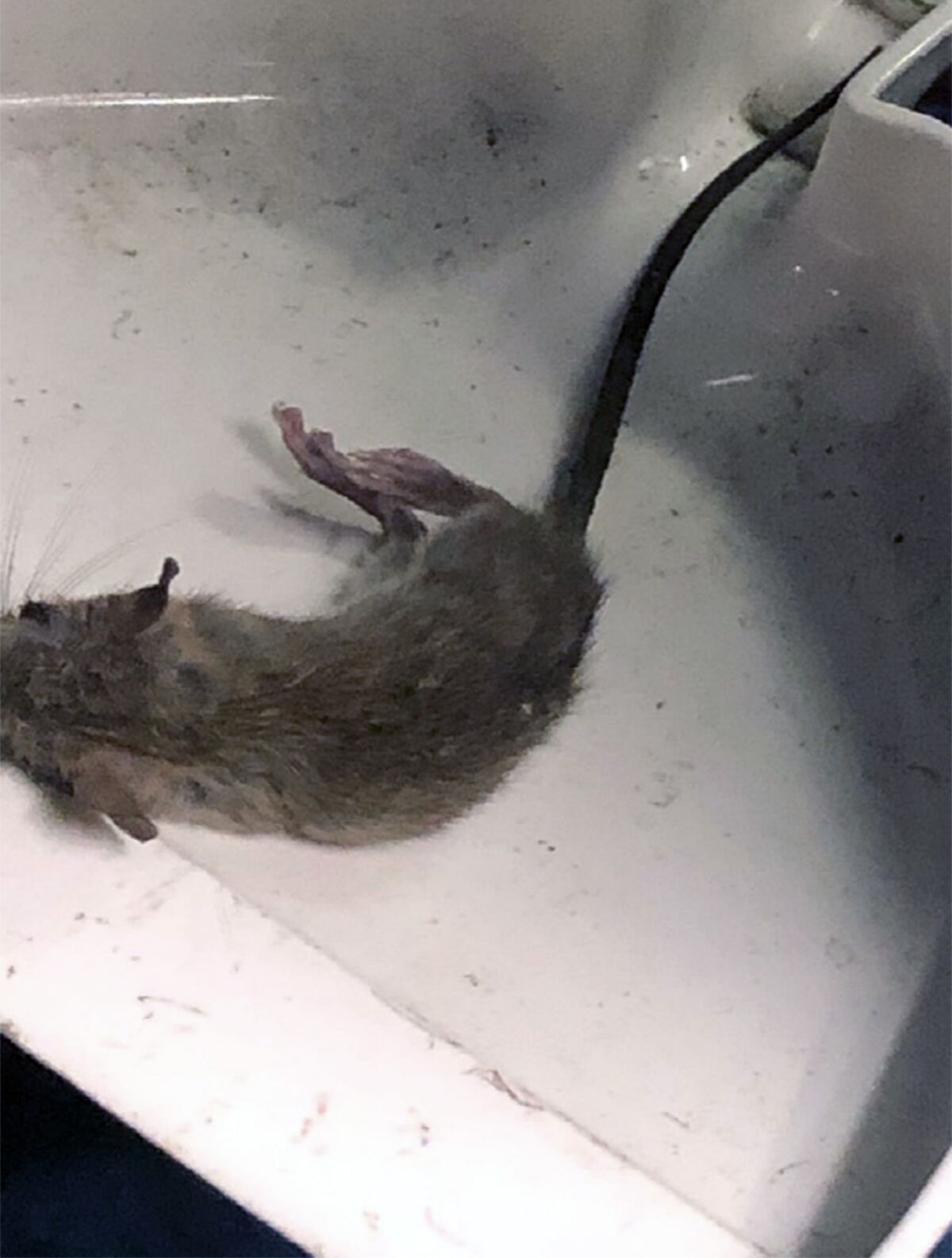 Rat was in an examination room in the Vista jail.