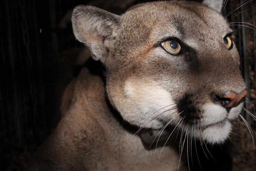 This Nov. 2020 photo provided by the U.S. National Park Service shows a mountain lion, dubbed P-78, taken with a remote field camera in the taken in the eastern Santa Susana Mountains at Towsley Canyon, in Los Angeles County. P-78 a mountain lion that was part of a federal study in the Los Angeles region was found dead with injuries likely caused by a vehicle. The Santa Monica Mountains National Recreation Area says Wednesday, March 31, 2021, the male lion, was the 23rd victim of road mortality in the study area since 2002. Biologists received a mortality signal from P-78's tracking collar in December. (NPS via AP)