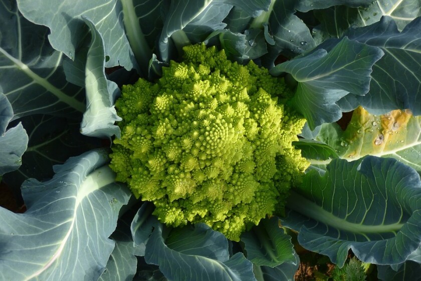 Cauliflower-Romanesco-1.jpg
