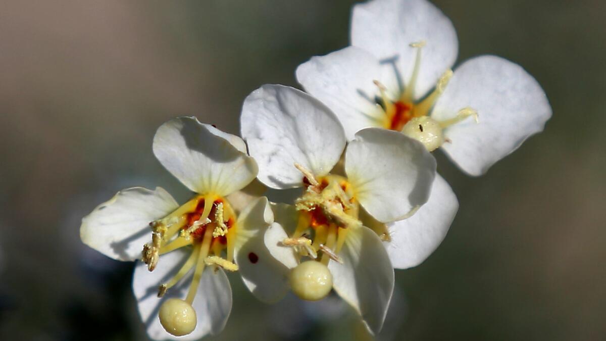 Brown-eyed primrose in the Anza Borrego Desert State Park in San Diego County.