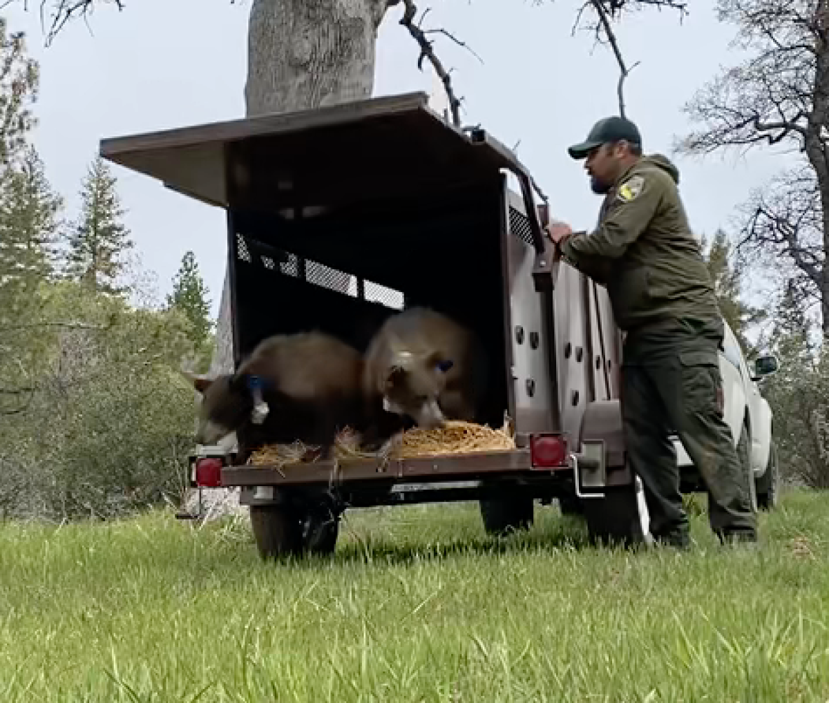 The cubs were fitted with radio collars before release.