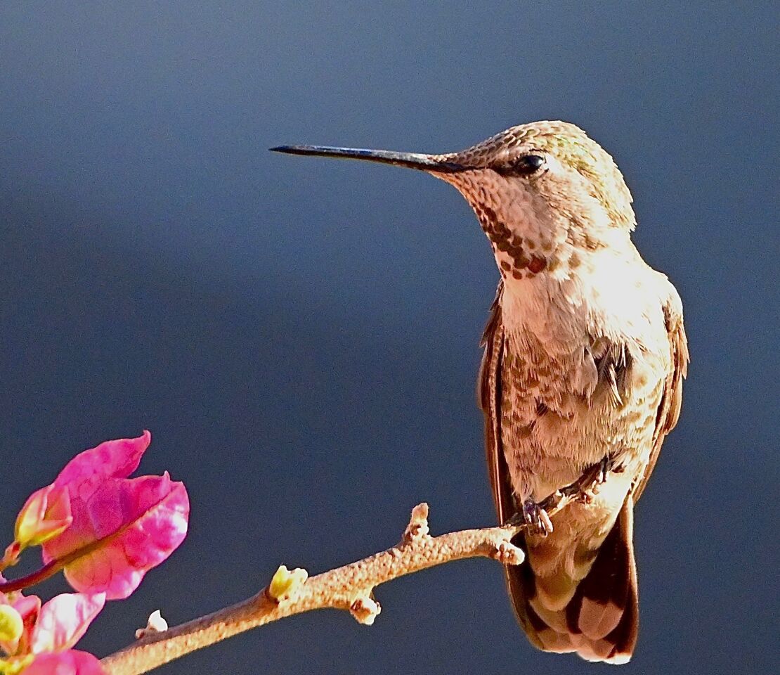 A hummingbird finds a perch in Nancy Mu's yard in La Jolla.