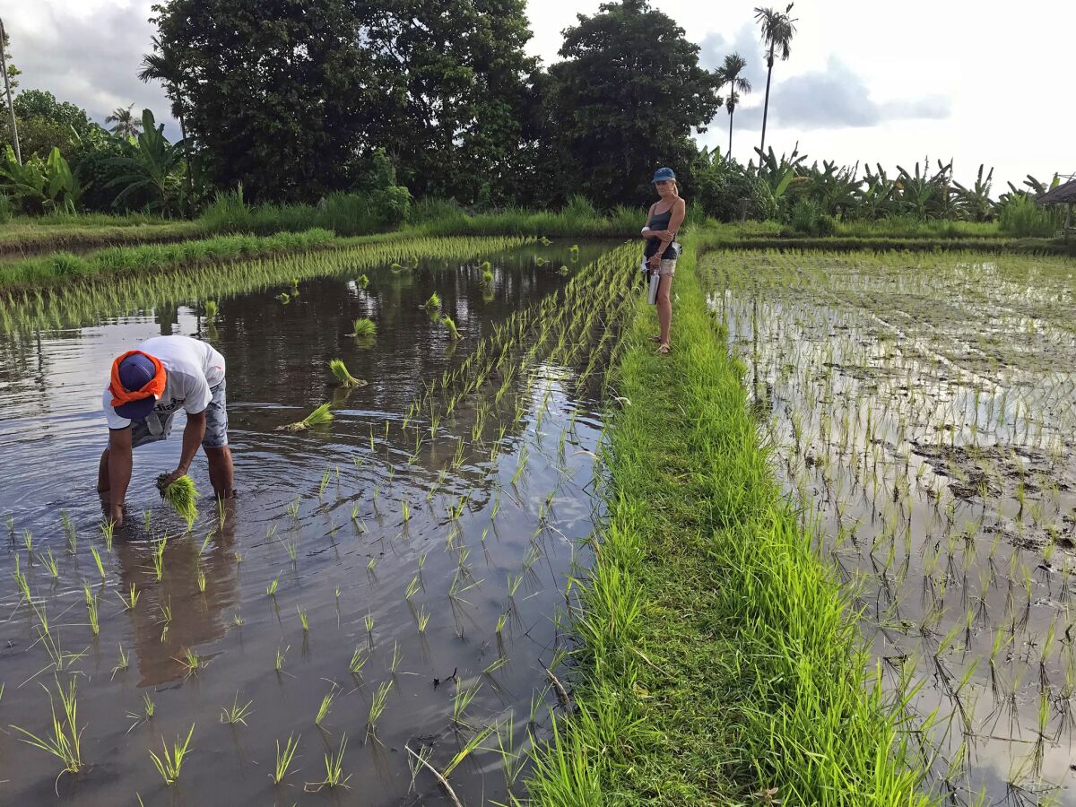 During a morning rice paddy trek near Karangasam, led by Emerald Starr, an American ex-pat who founded Sorga, an organic chocolate company, we encountered a local farmer planting his crop in the calf-deep water.