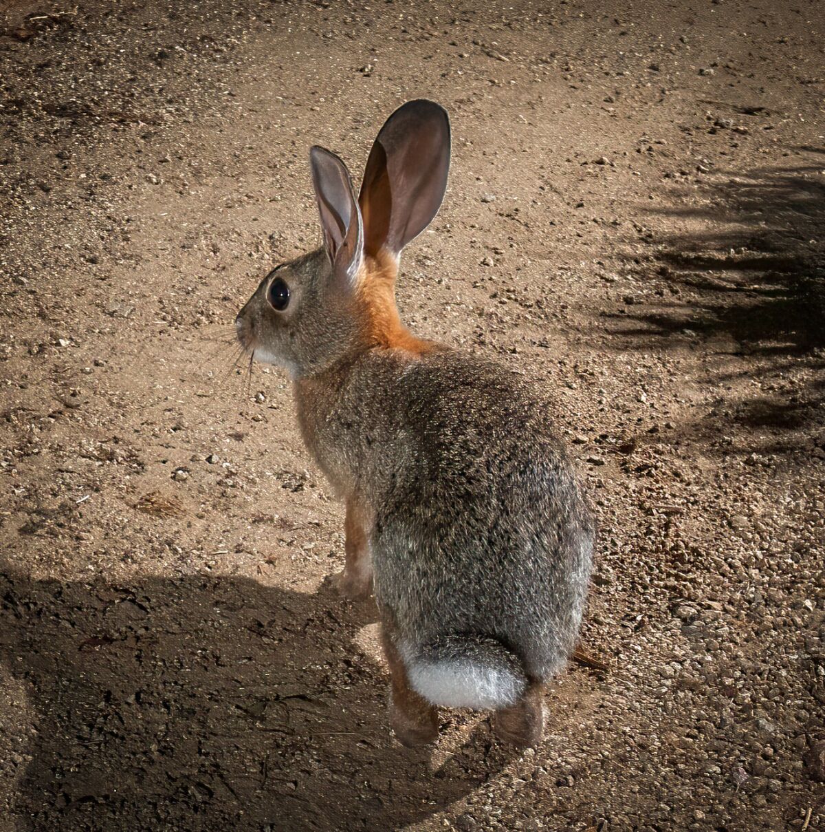 Cottontail rabbit captured on a camera trap on Mount Howe.