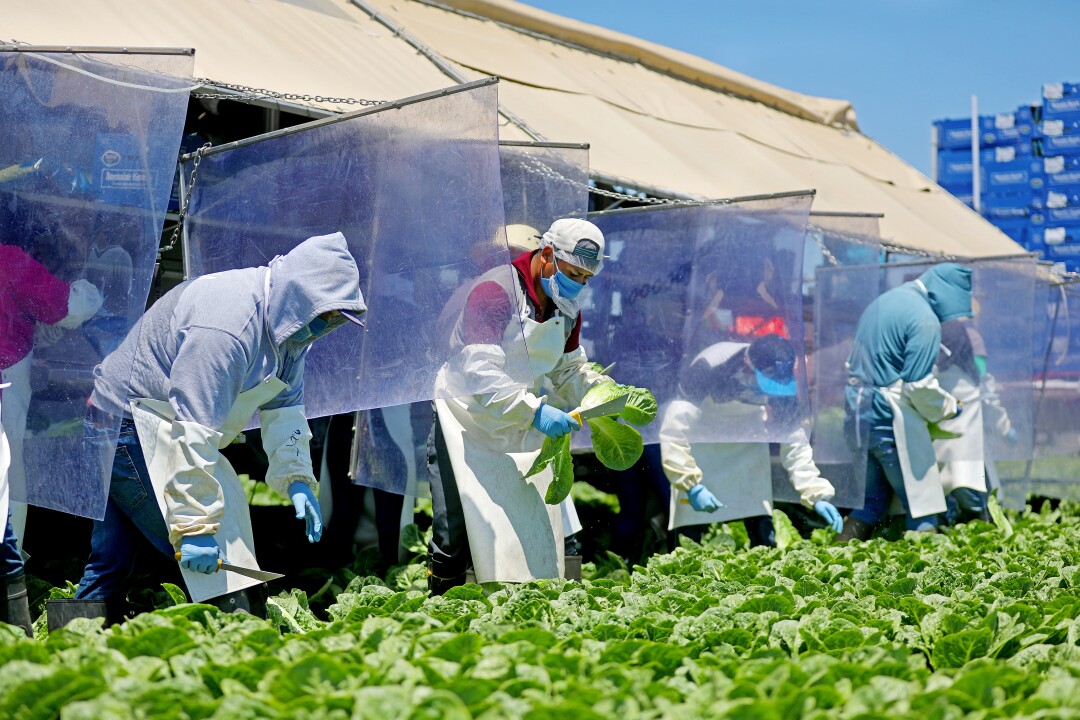Farmworkers, separated by newly installed vinyl curtains to help protect from the spread of the coronavirus