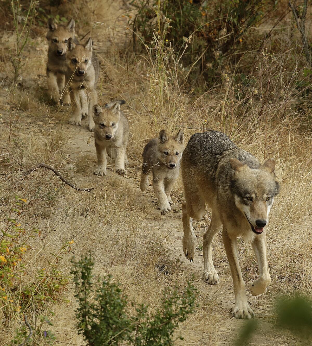 Un lobo guia a sus cuatro cachorros a explorar su entorno