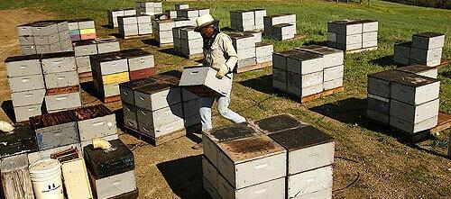 Beekeeper Dave Hackenberg of West Milton, Pa., moves hives into an apple orchard for the night. Hackenberg, who sounded one of the earliest alarms, figures he lost more than $460,000 this winter in bees, honey and missed pollination opportunities. If that happens again, were out of business, he says.