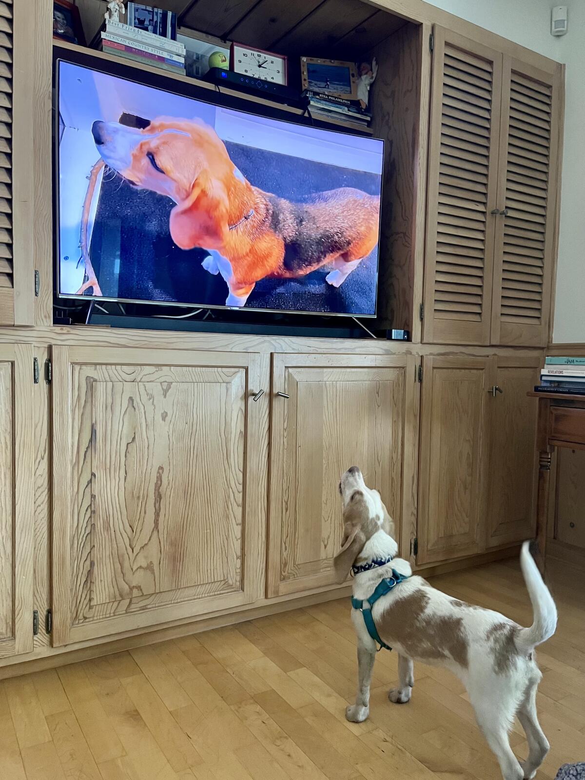 Philly loves watching television, especially if dogs are involved.
