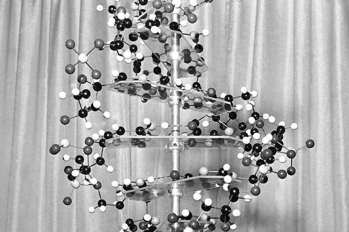 A model of a DNA molecule on displayed in the New York office of the Sloan-Kettering Institute for Cancer Research in 1962. 