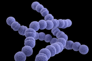 A computer-generated image of a group of Gram-positive group A Streptococcus bacteria.