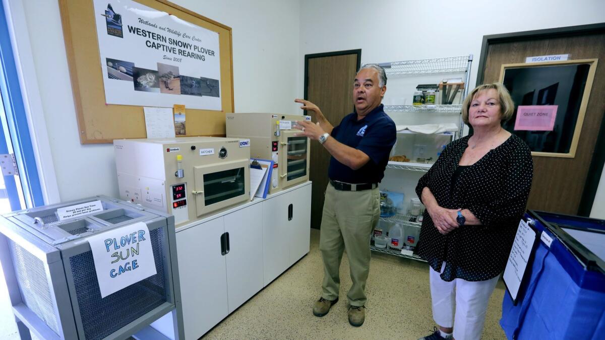John Villa, executive director of the Wetlands & Wildlife Care Center, and shorebird species specialist Cheryl Egger discuss the center’s new incubators for western snowy plover eggs.