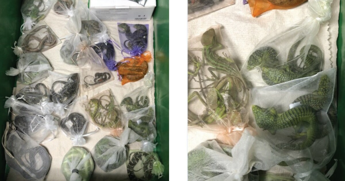 California man pleads guilty to smuggling reptiles in his pants from Mexico into U.S. California man pleads guilty to smuggling reptiles in his pants from Mexico into U.S.