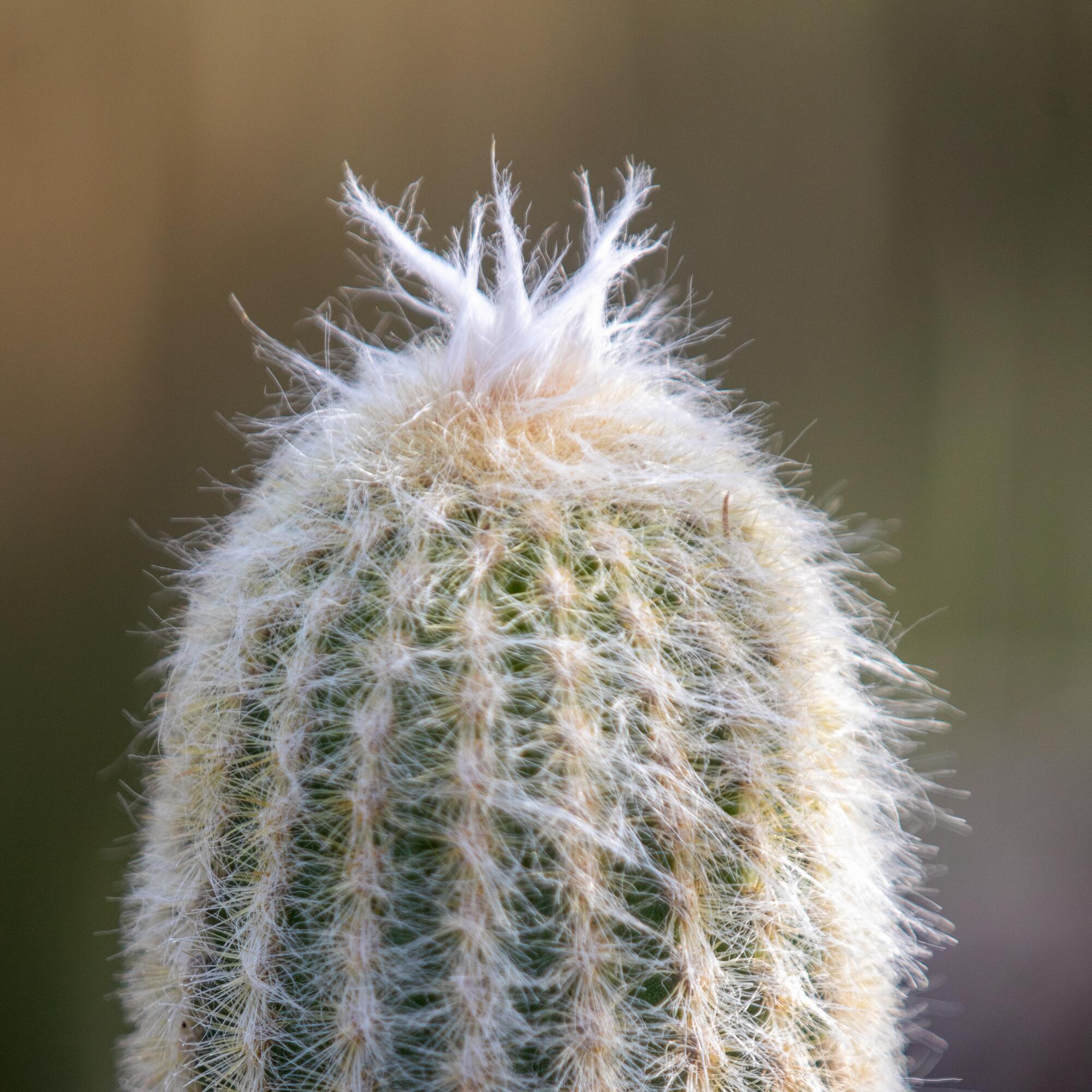 A rounded cactus covered with fuzzy-looking white spines.
