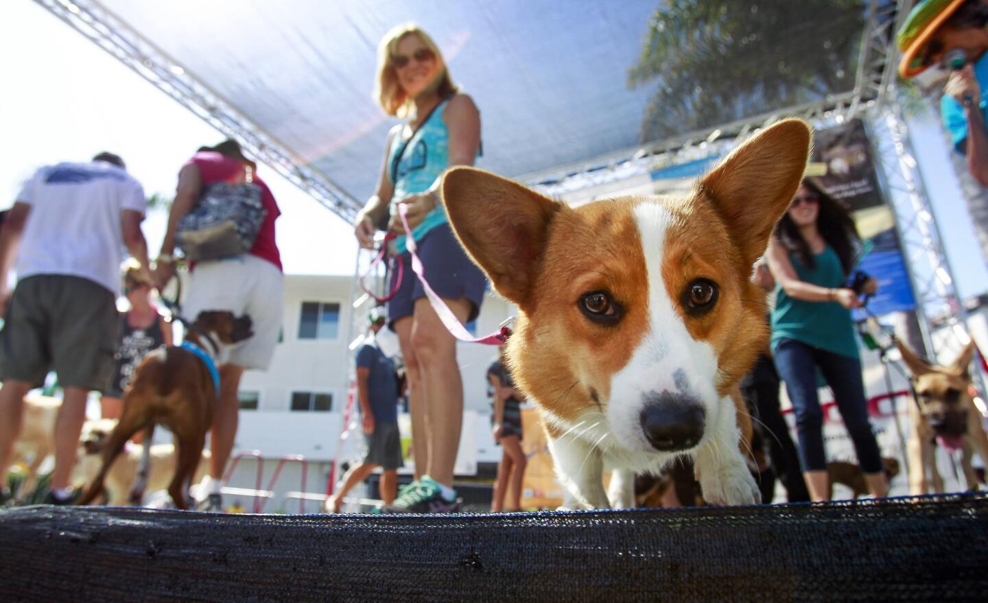 Cardiff Dog Days of Summer 2016